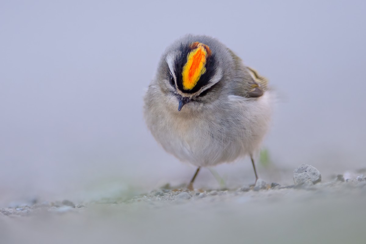 Golden-crowned Kinglet - ML609785653