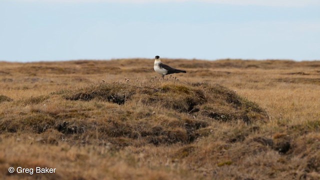 Pomarine Jaeger - ML609785687