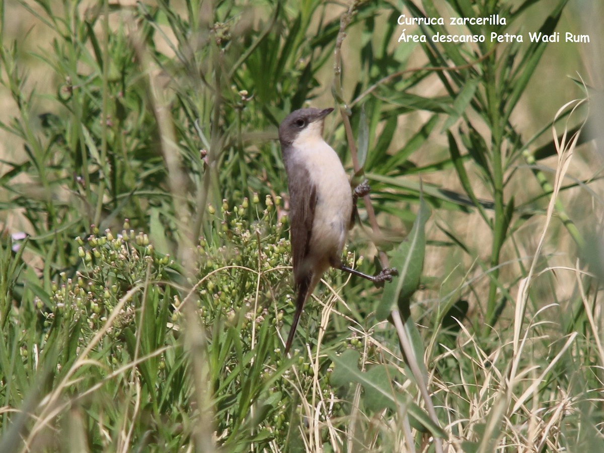 Lesser Whitethroat - ML609785764