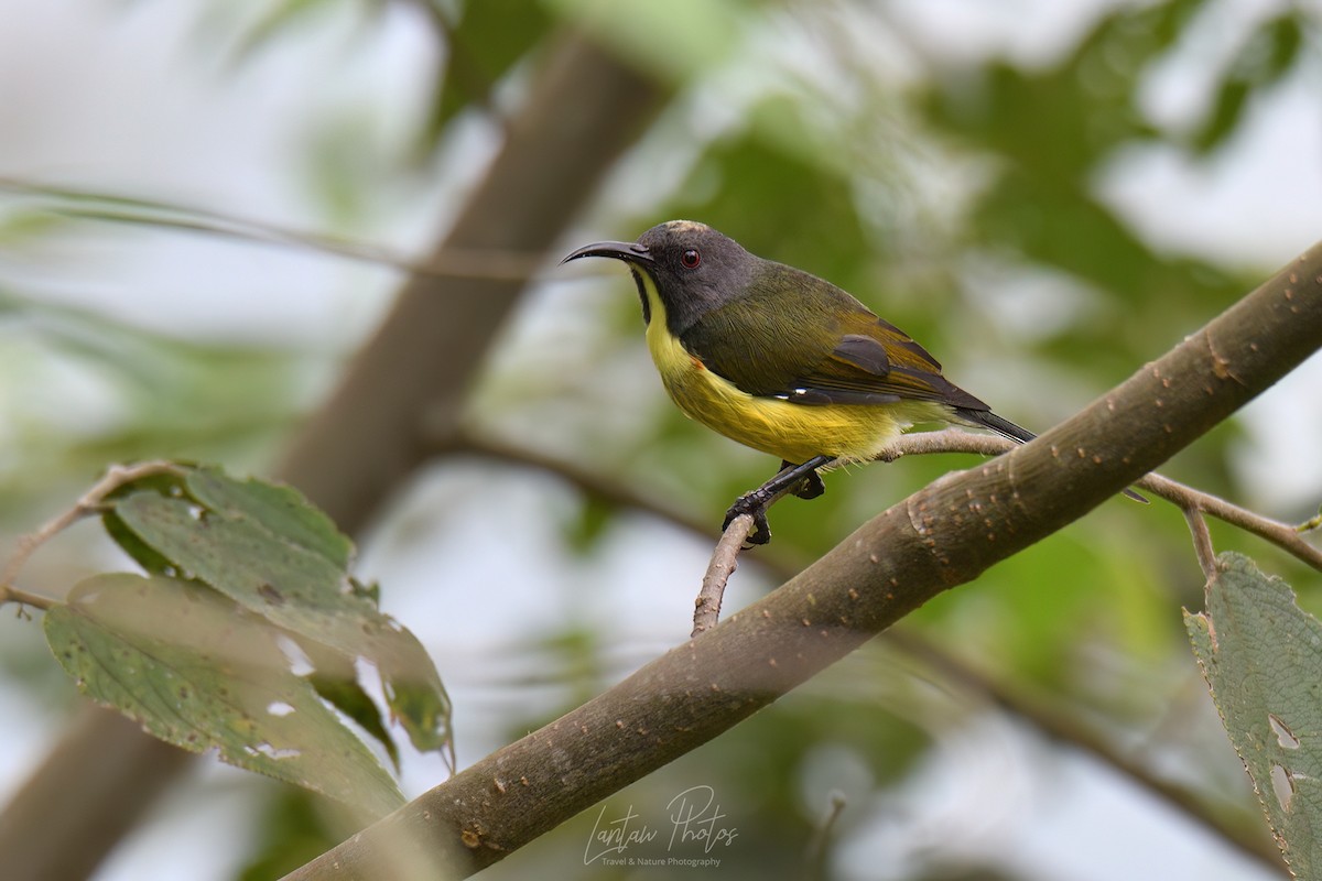 Tboli Sunbird - Allan Barredo