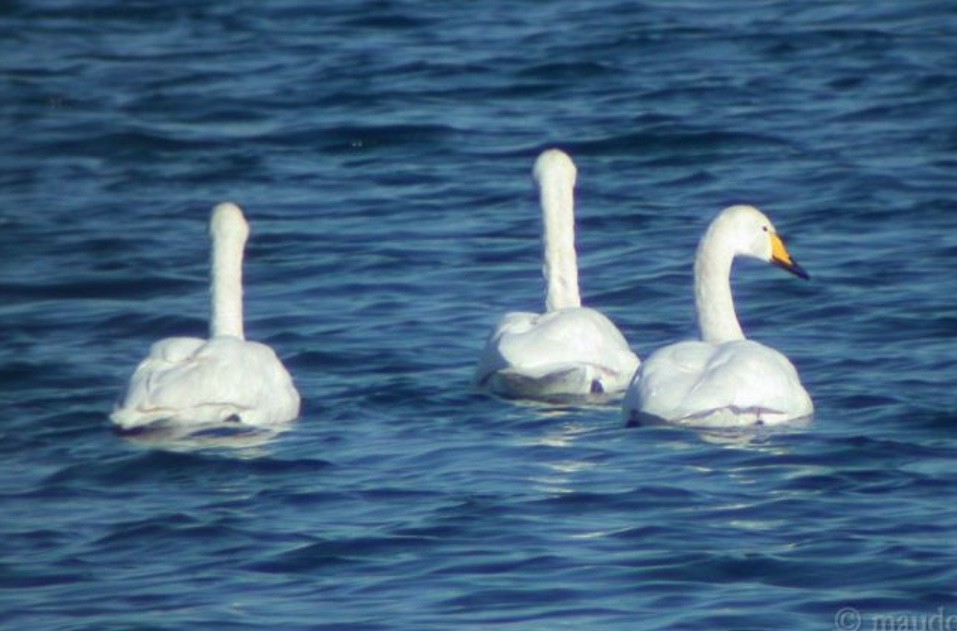 eBird Checklist - 25 Jan 2003 - Busa di Giaretta - 8 species