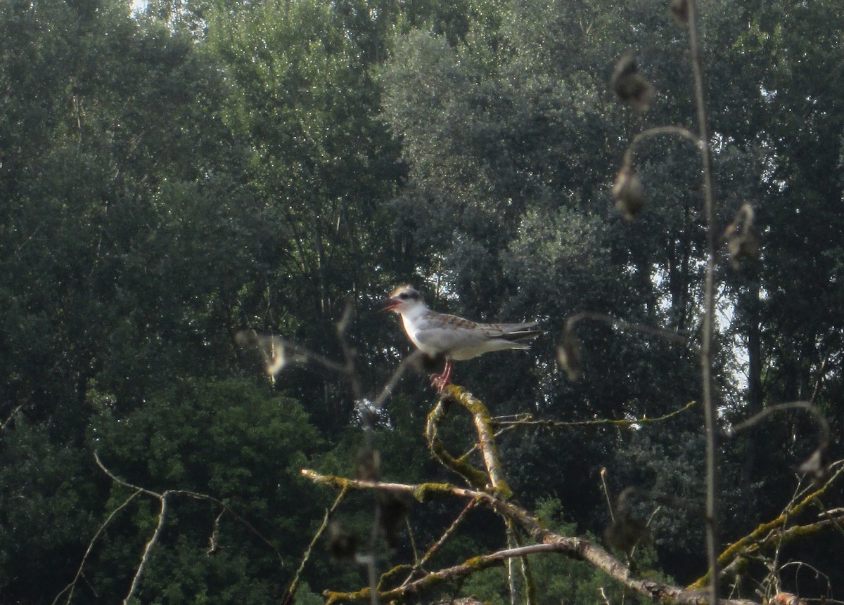 Whiskered Tern - ML609786013