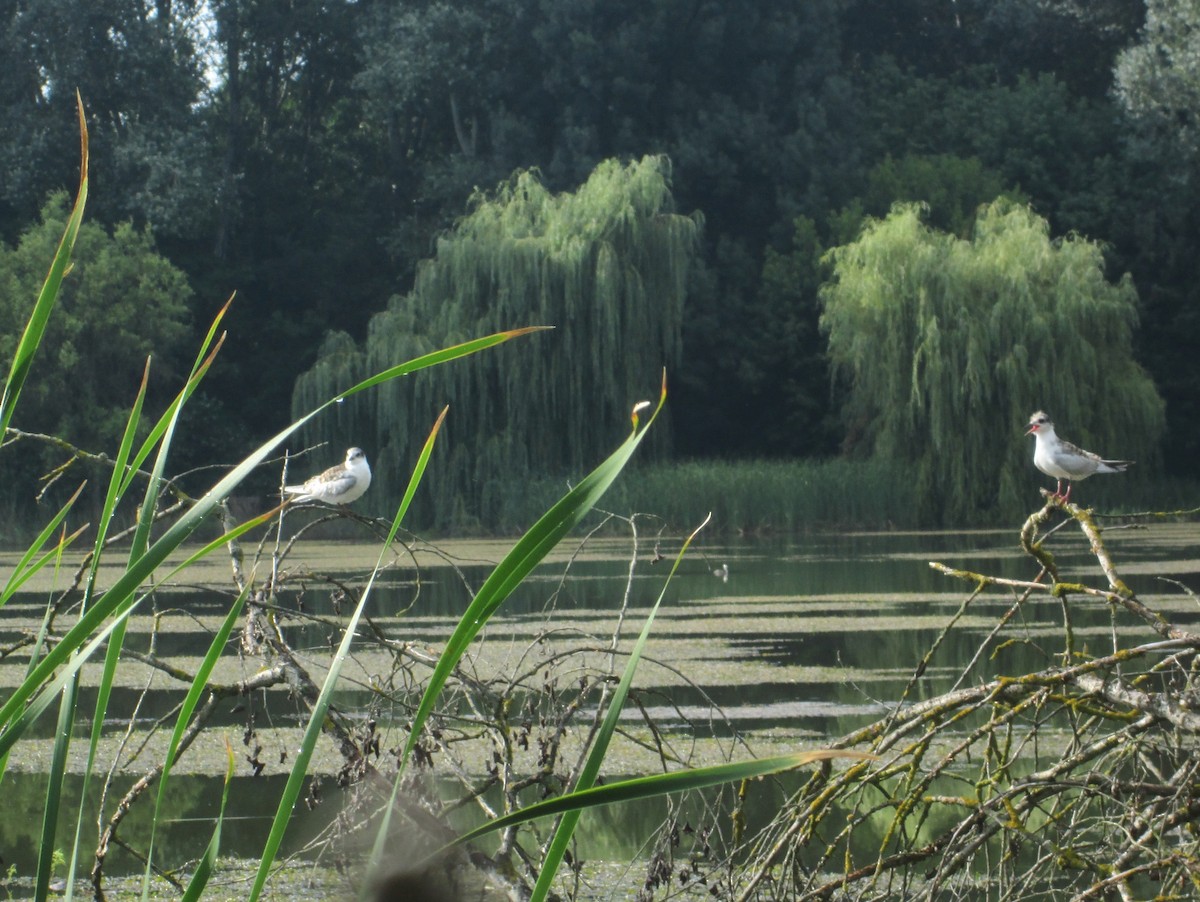 Цагаан шанаат хараалай - ML609786014