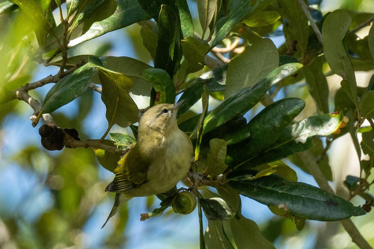 Tennessee Warbler - ML609786073