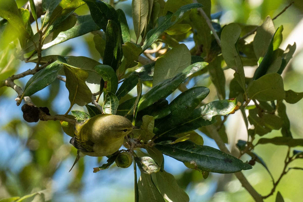 Tennessee Warbler - ML609786074