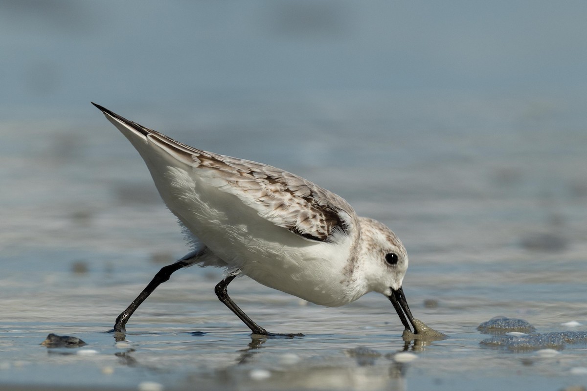 Bécasseau sanderling - ML609786089