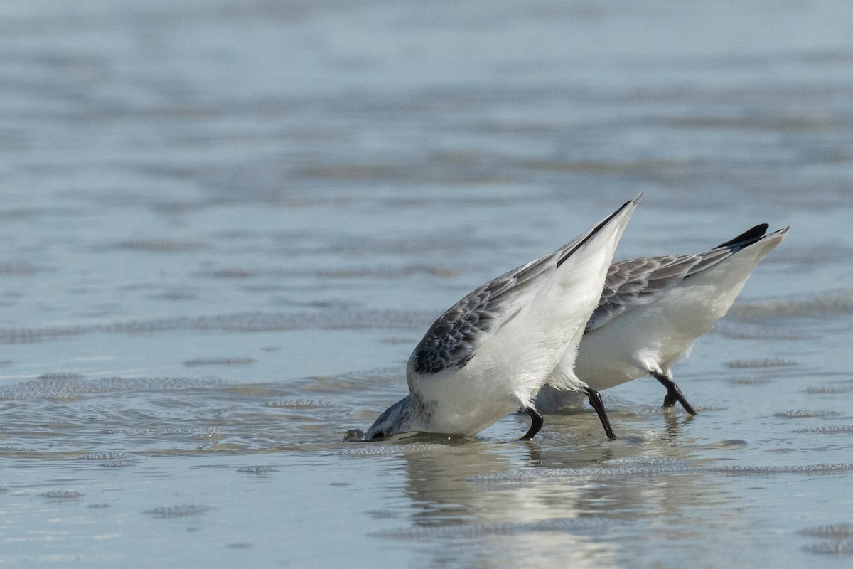 Bécasseau sanderling - ML609786097