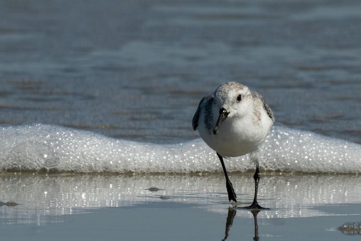 Bécasseau sanderling - ML609786098