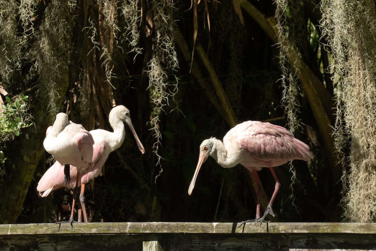 Roseate Spoonbill - ML609786105