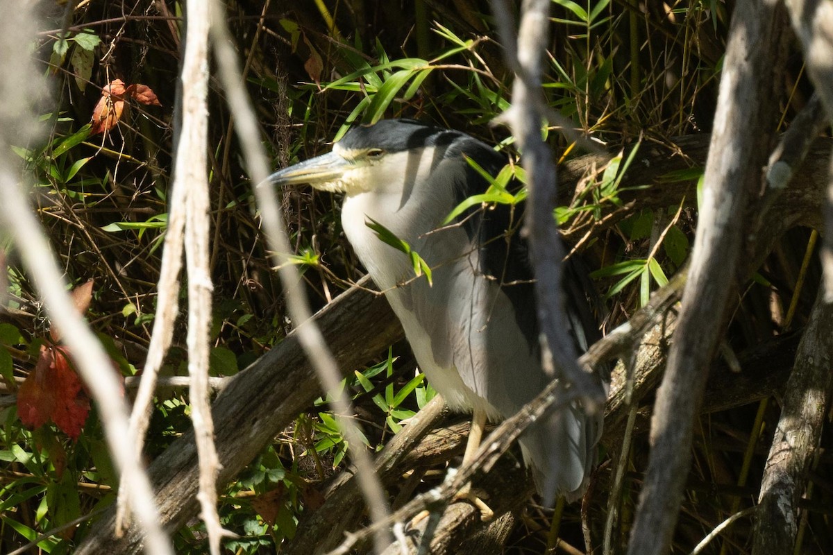 Black-crowned Night Heron - ML609786106