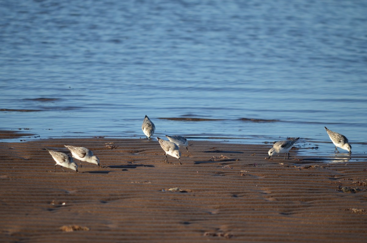 Bécasseau sanderling - ML609786131