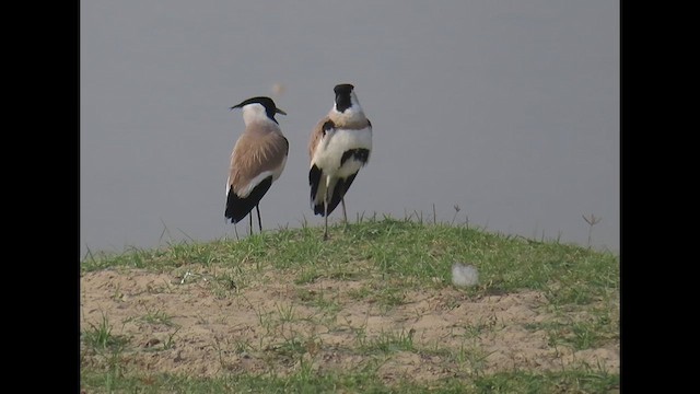 River Lapwing - ML609786148