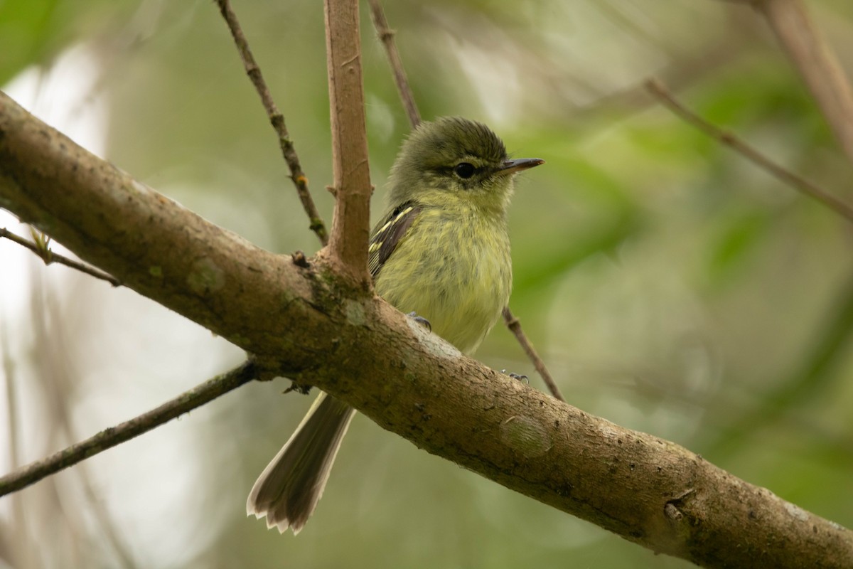 Restinga Tyrannulet - ML609786272