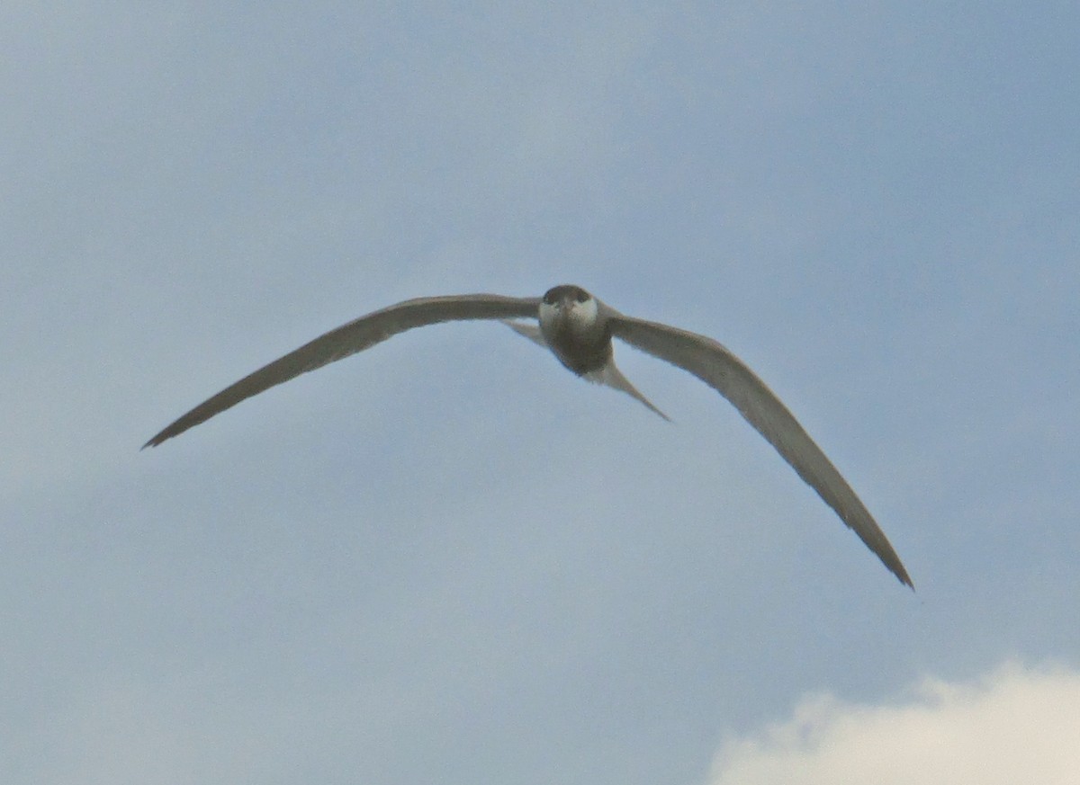 Weißbart-Seeschwalbe - ML609786301