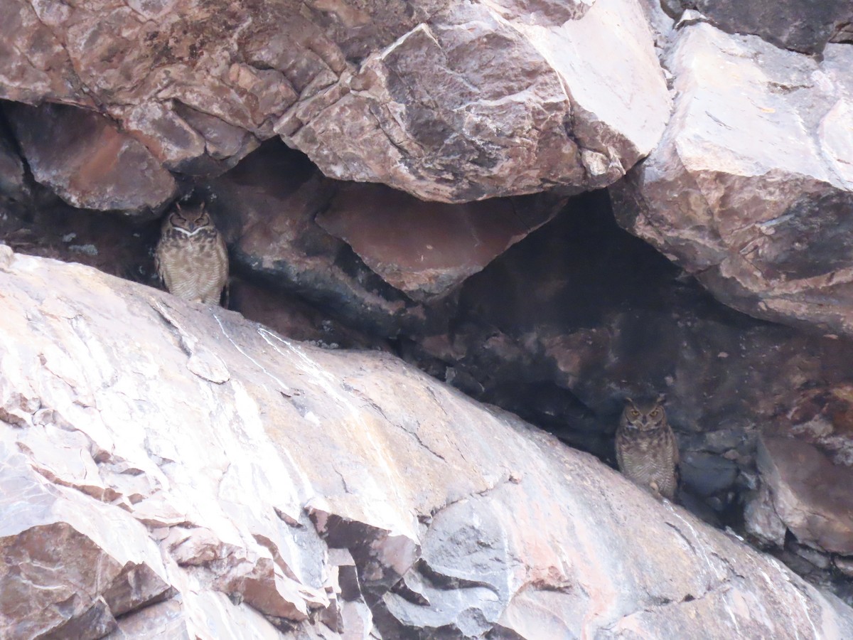 Lesser Horned Owl - Diego Yanez Rojas