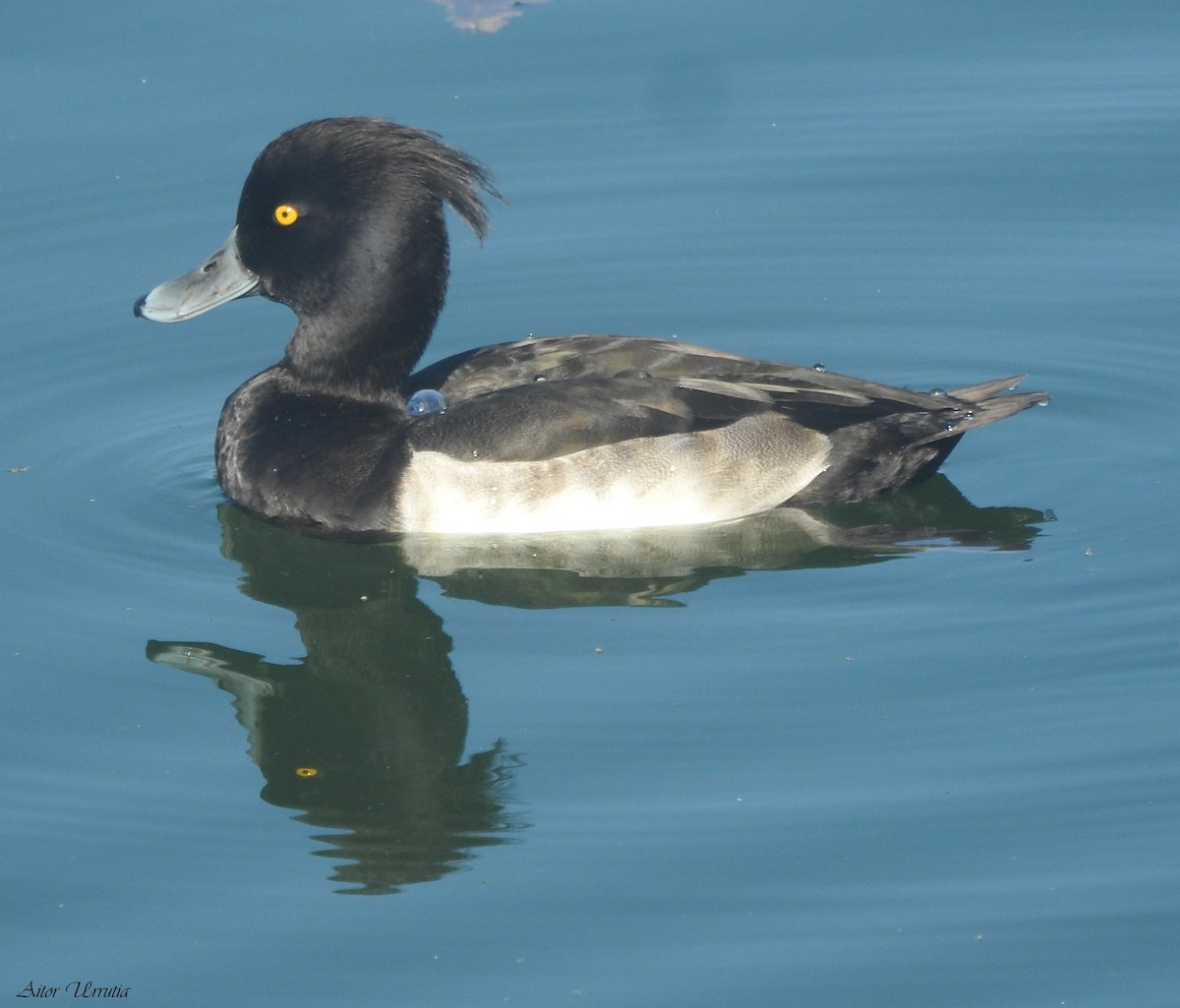 Tufted Duck - ML609786327