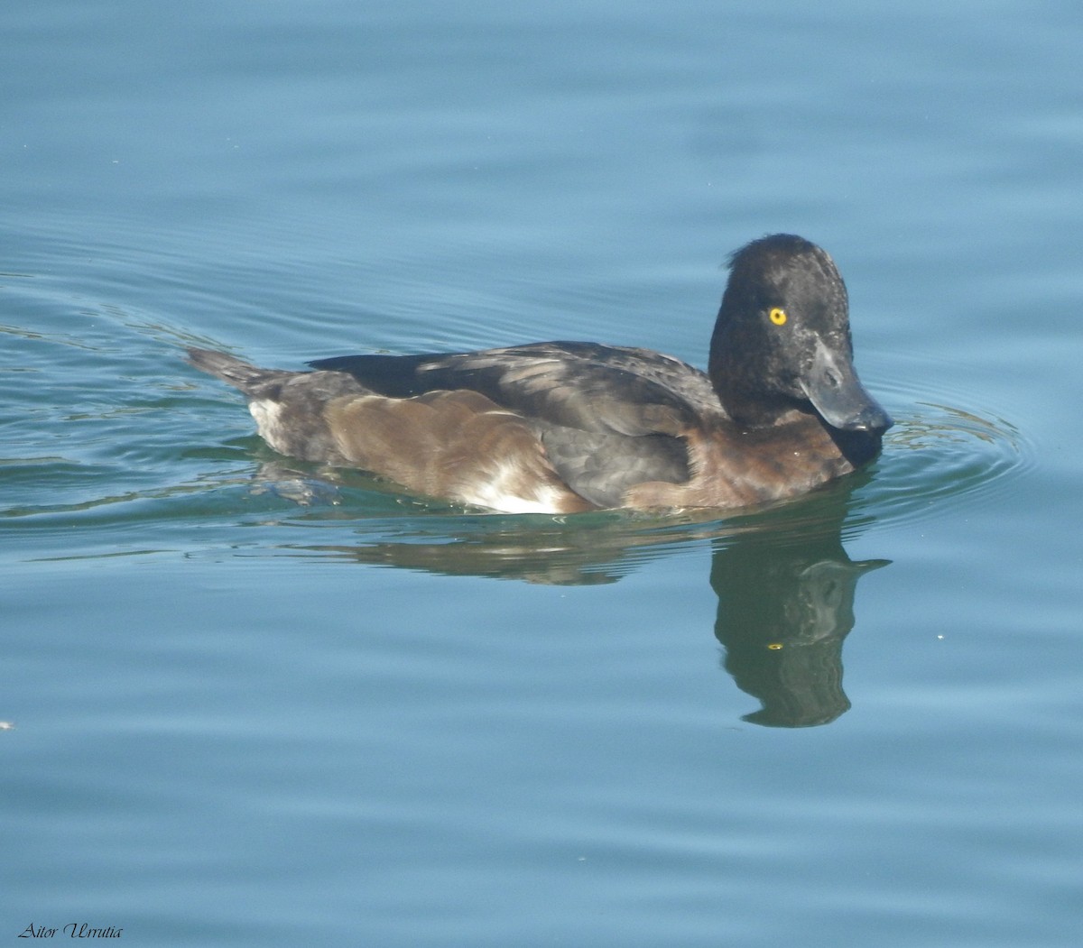 Tufted Duck - ML609786329