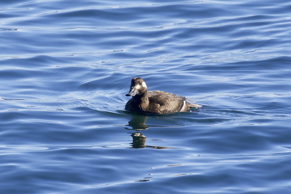 White-winged Scoter - Yasushi Nakagawa