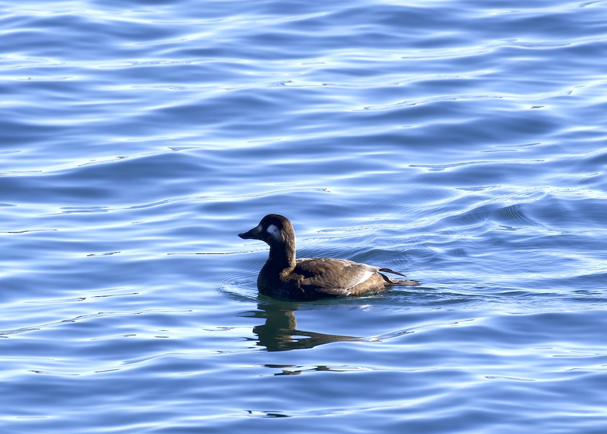 White-winged Scoter - Yasushi Nakagawa