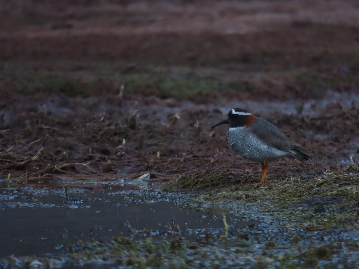 Diademed Sandpiper-Plover - Diego Yanez Rojas