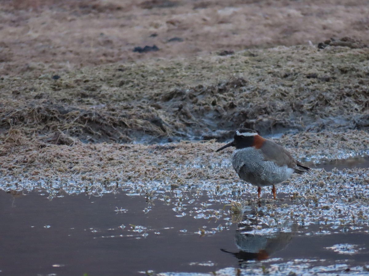 Diademed Sandpiper-Plover - ML609786384