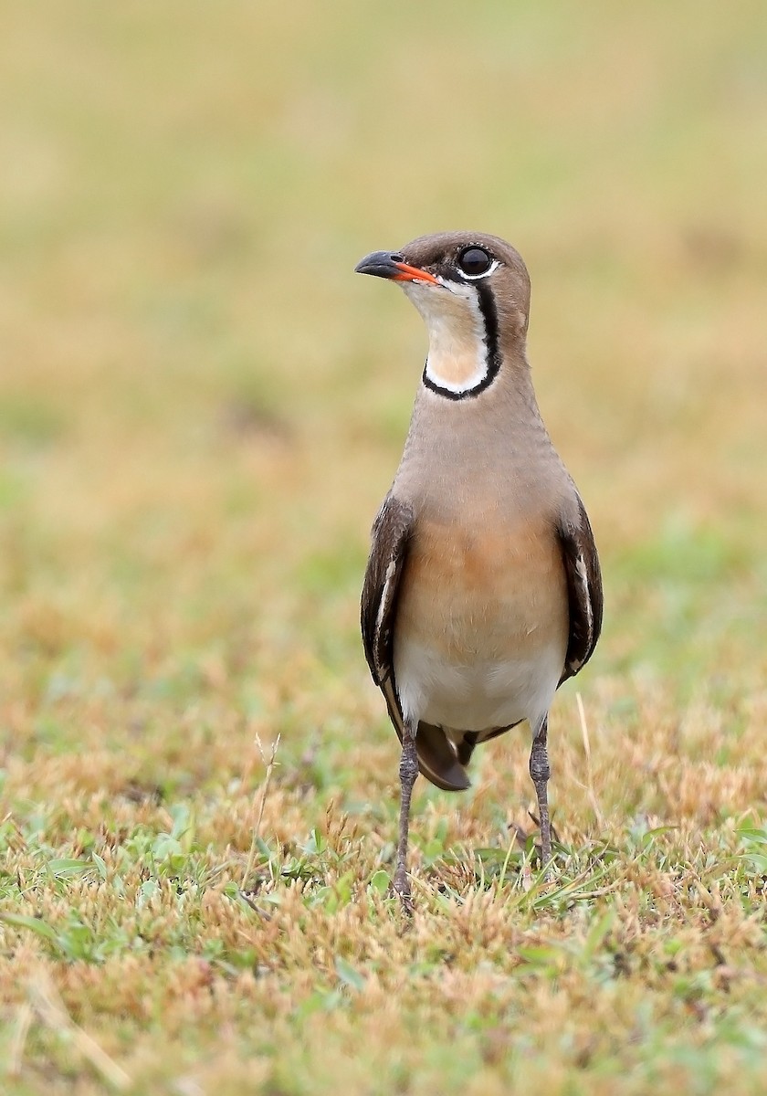 Oriental Pratincole - ML609786429