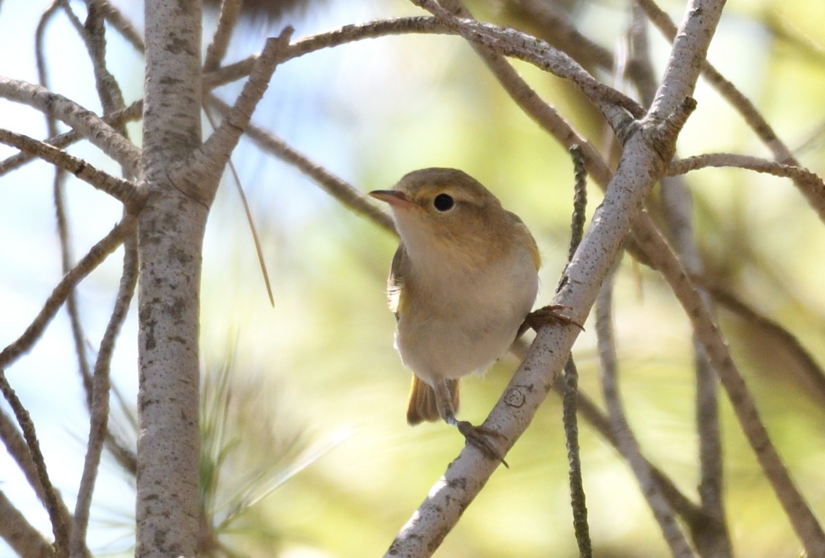 Western Bonelli's Warbler - ML609786436