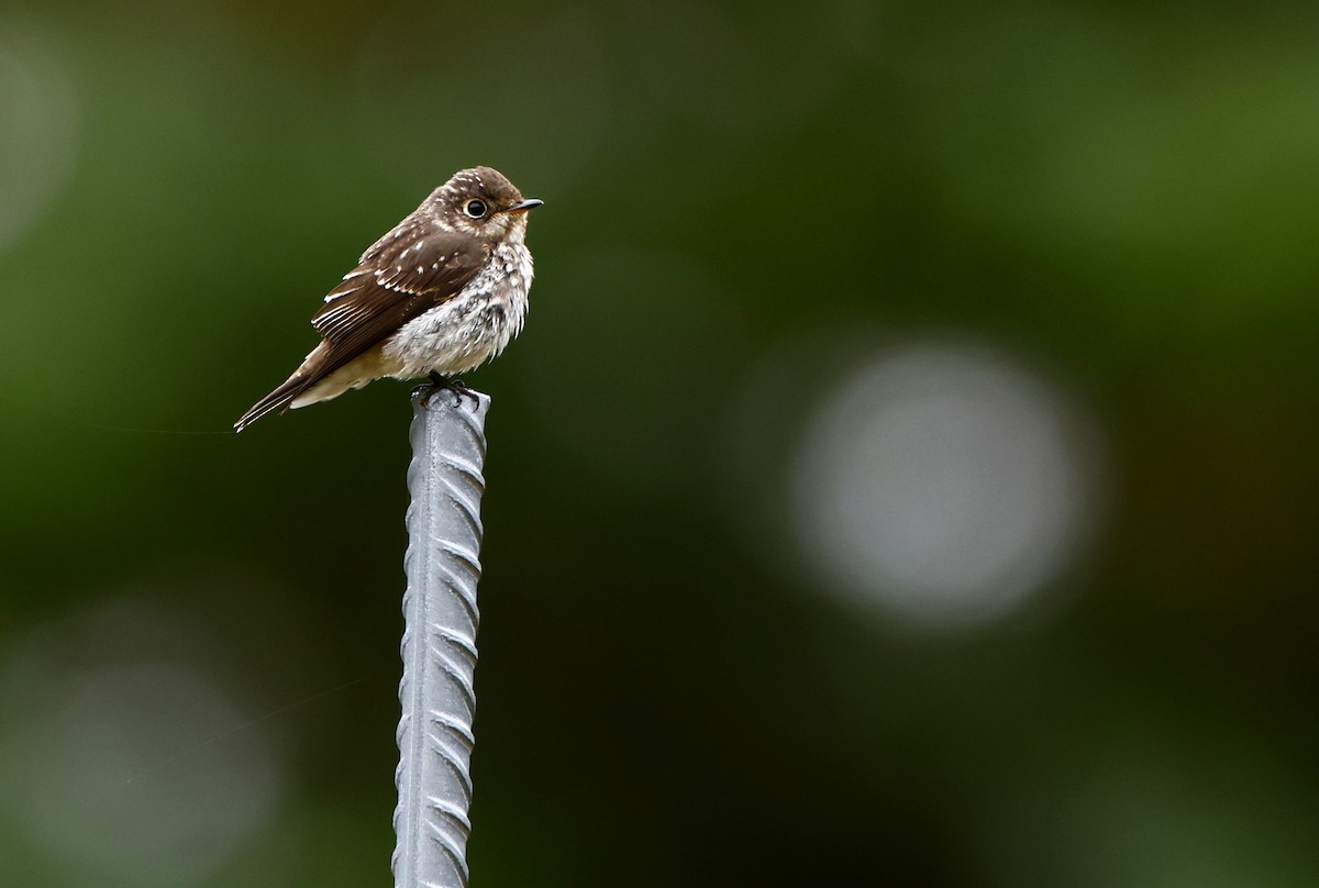 Dark-sided Flycatcher - ML609786472