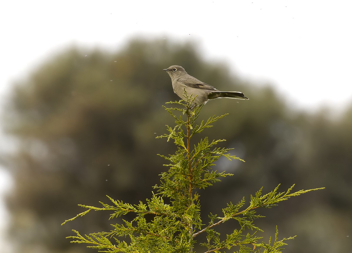 Townsend's Solitaire - Yasushi Nakagawa