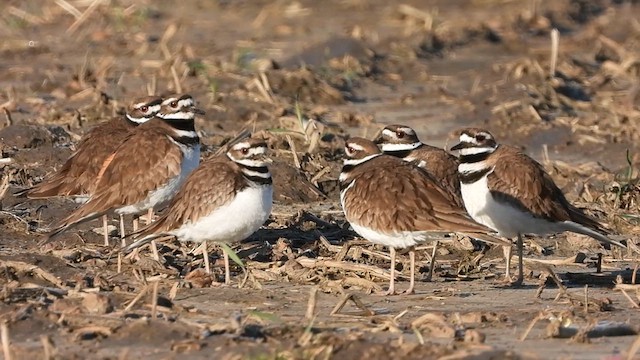 Killdeer - ML609786507