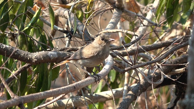 Familiar Chat - ML609786518