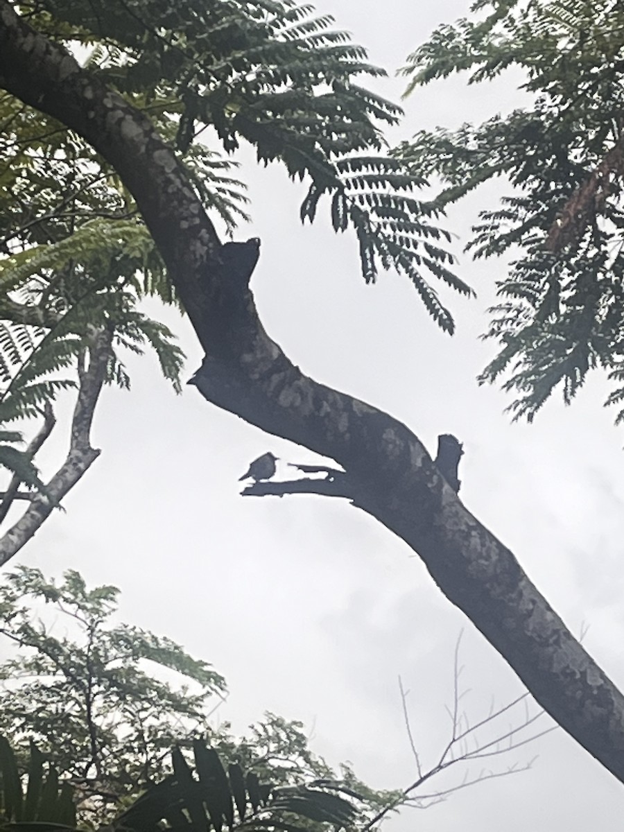 Sooty-headed Bulbul - ML609786590