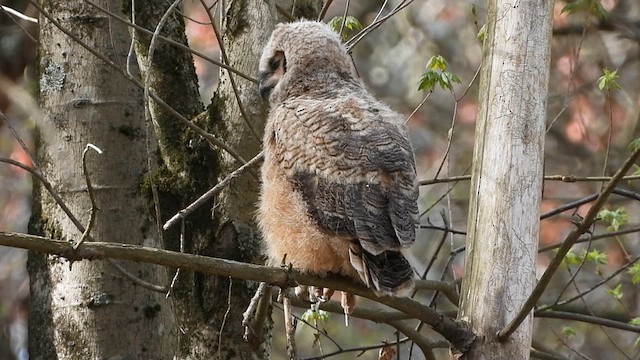 Great Horned Owl - ML609786604