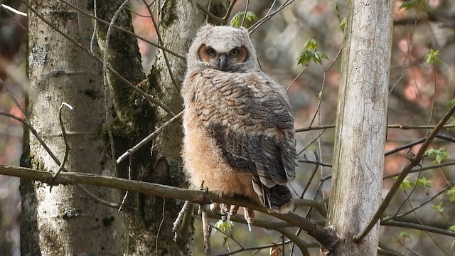 Great Horned Owl - ML609786605