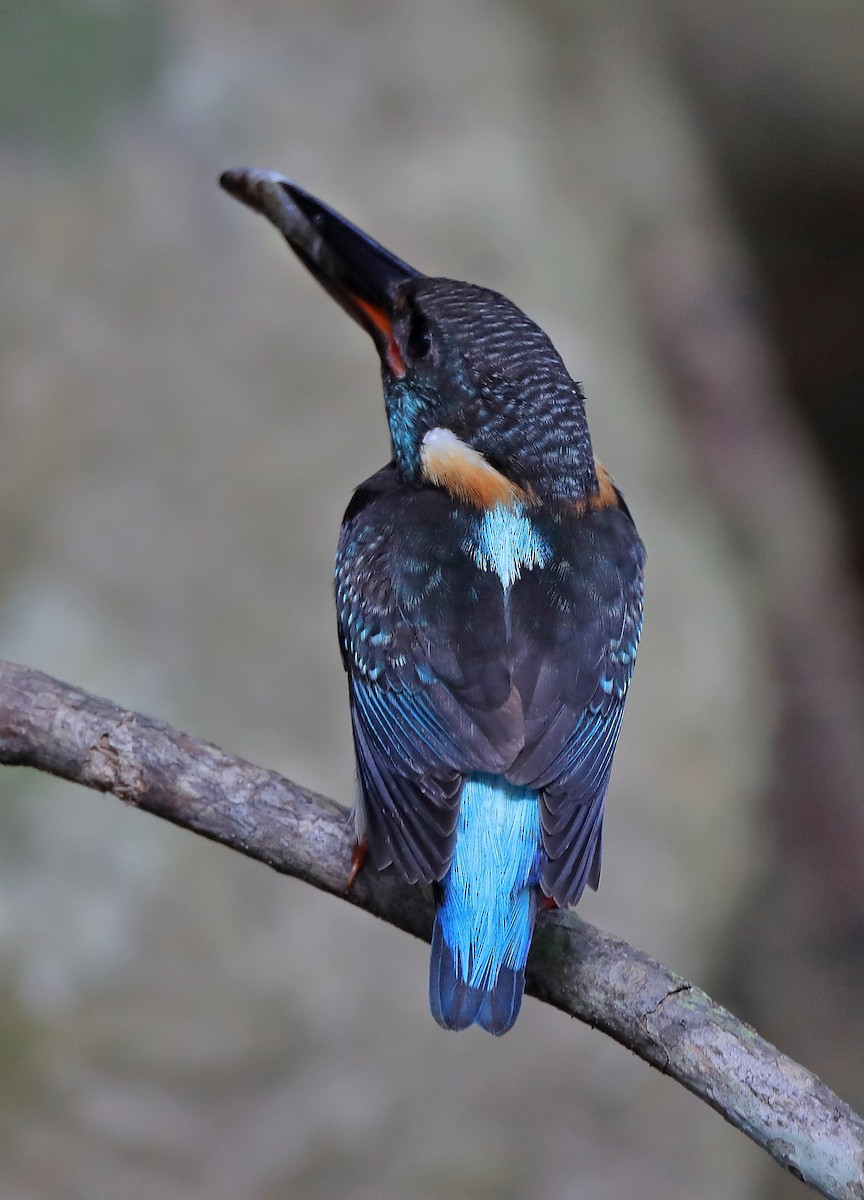 Malaysian Blue-banded Kingfisher - sheau torng lim