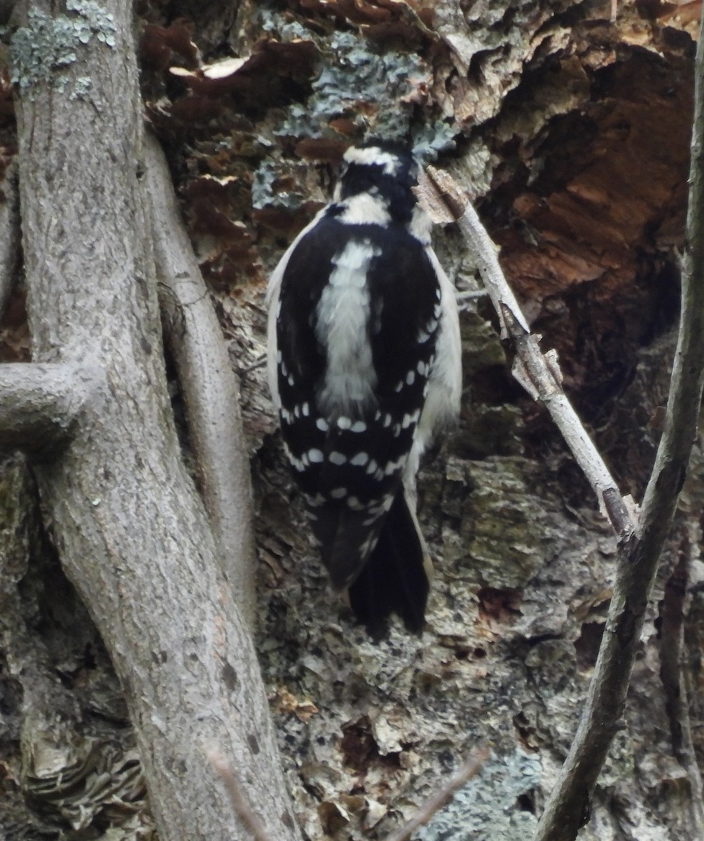 Downy Woodpecker - ML609786666