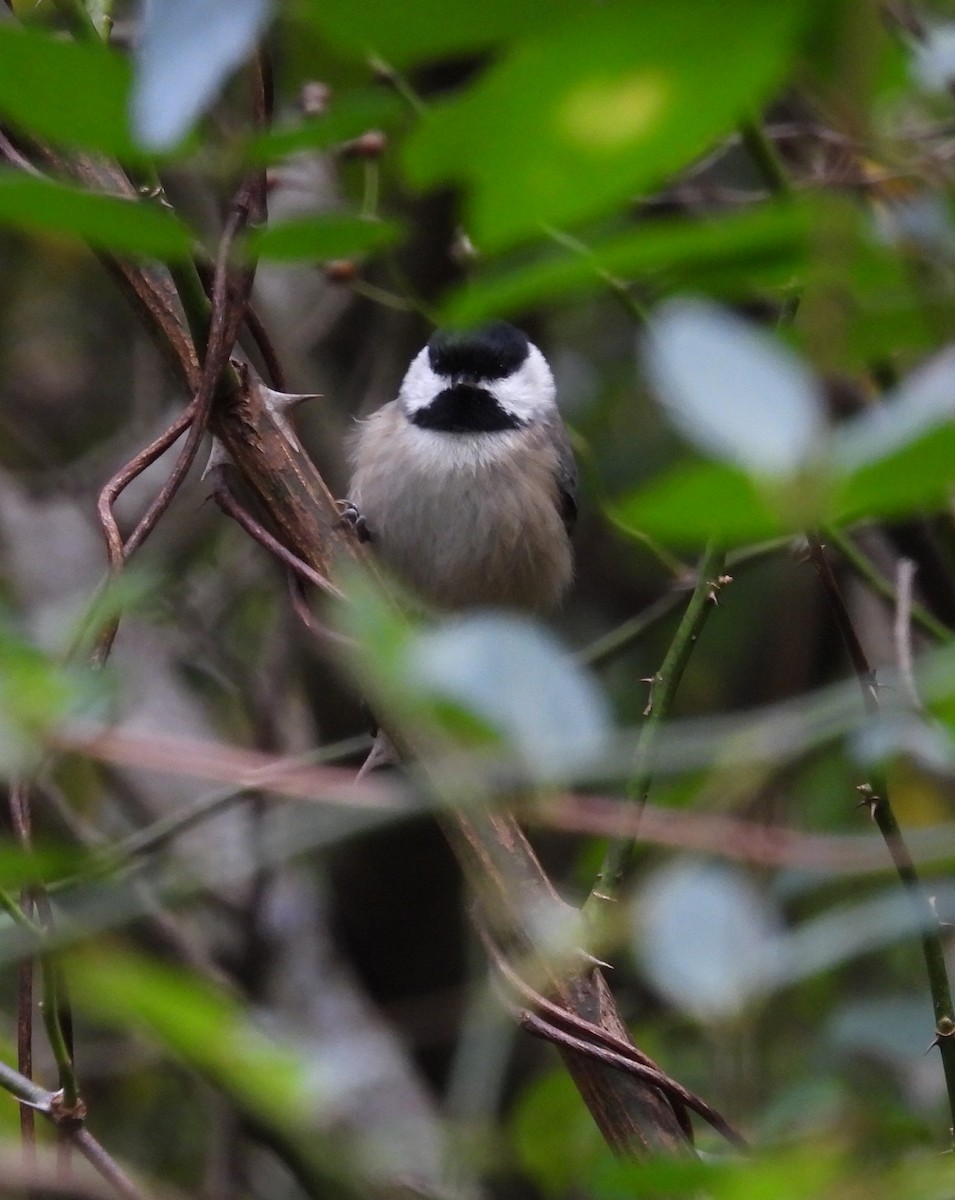 Carolina Chickadee - ML609786669