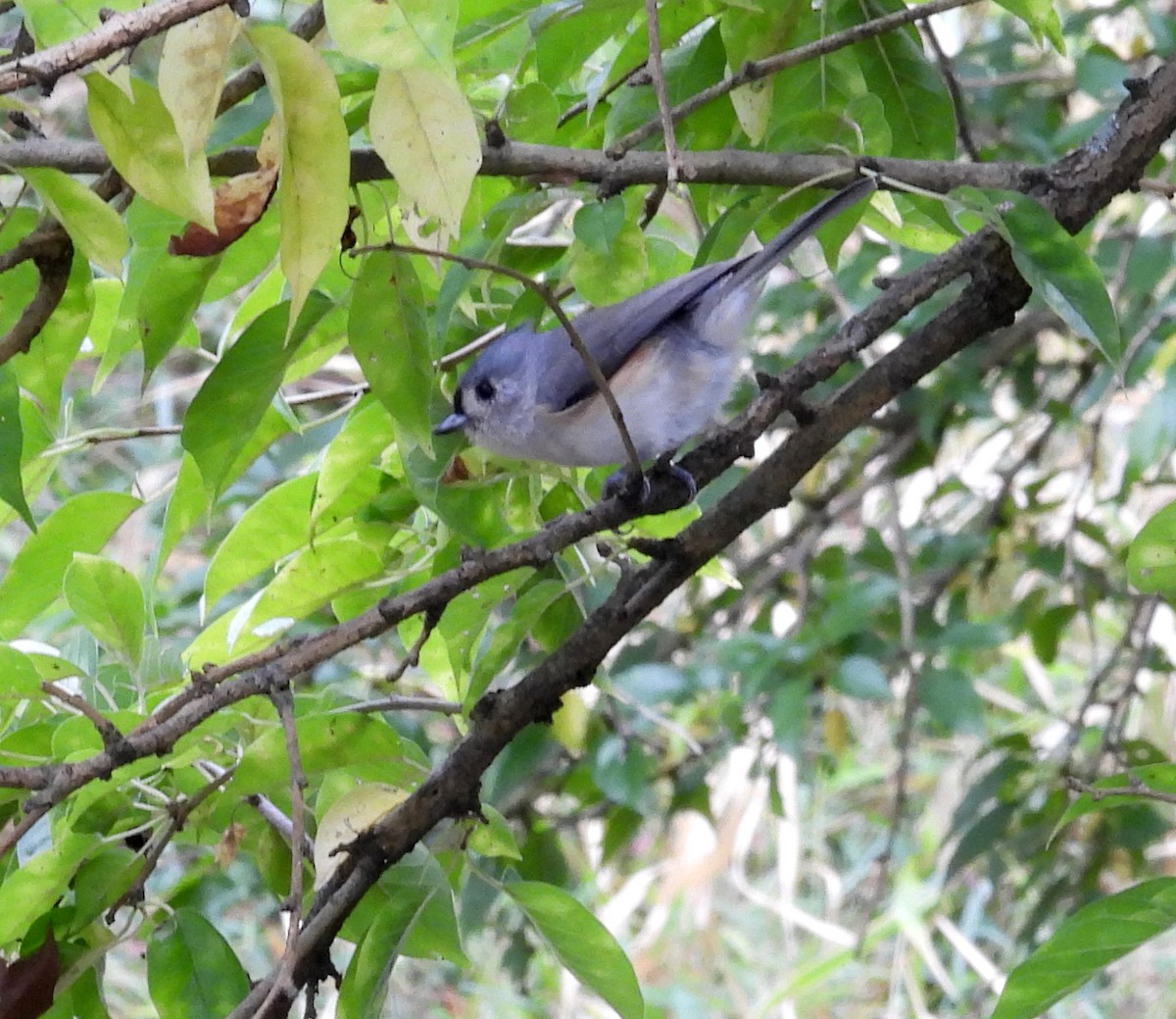 Tufted Titmouse - ML609786671