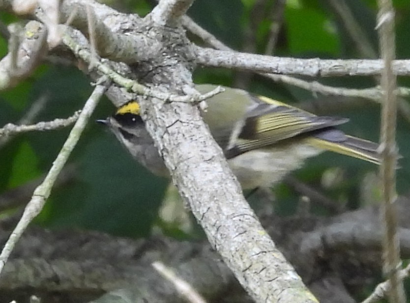 Golden-crowned Kinglet - ML609786673
