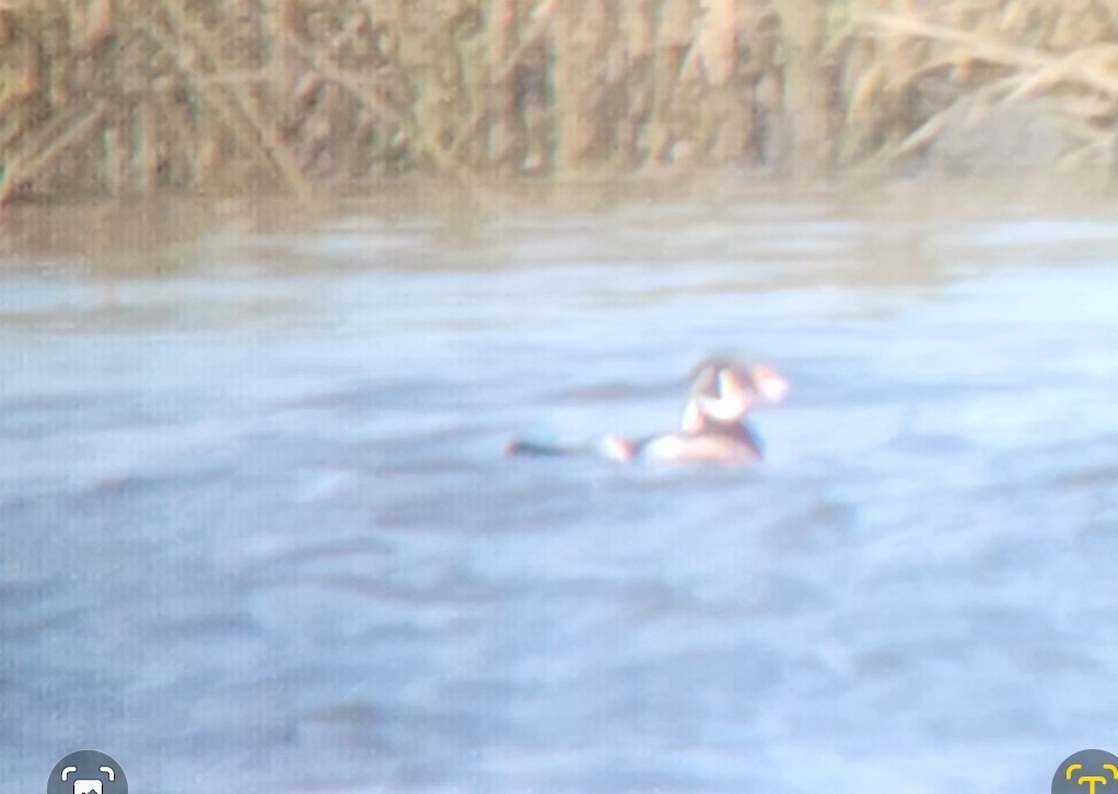 Wood Duck - ML609786724