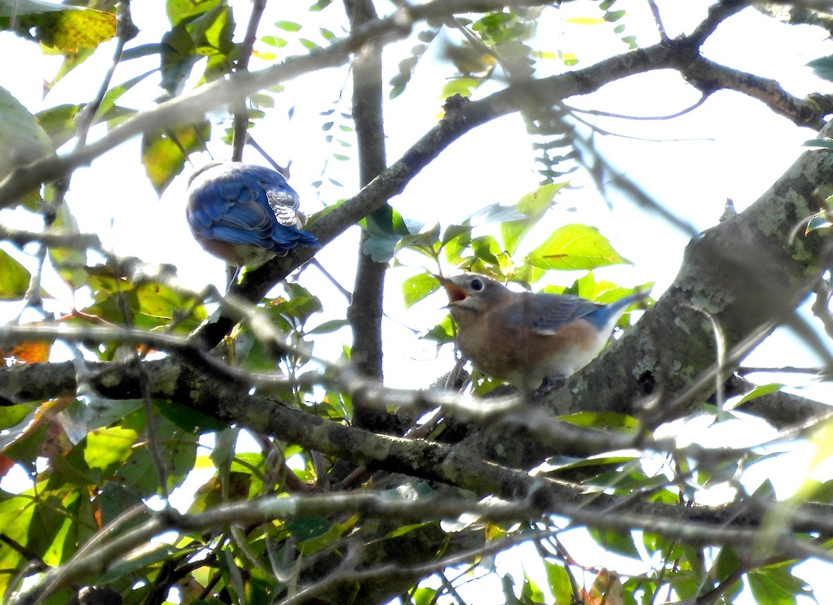 Eastern Bluebird - ML609786731