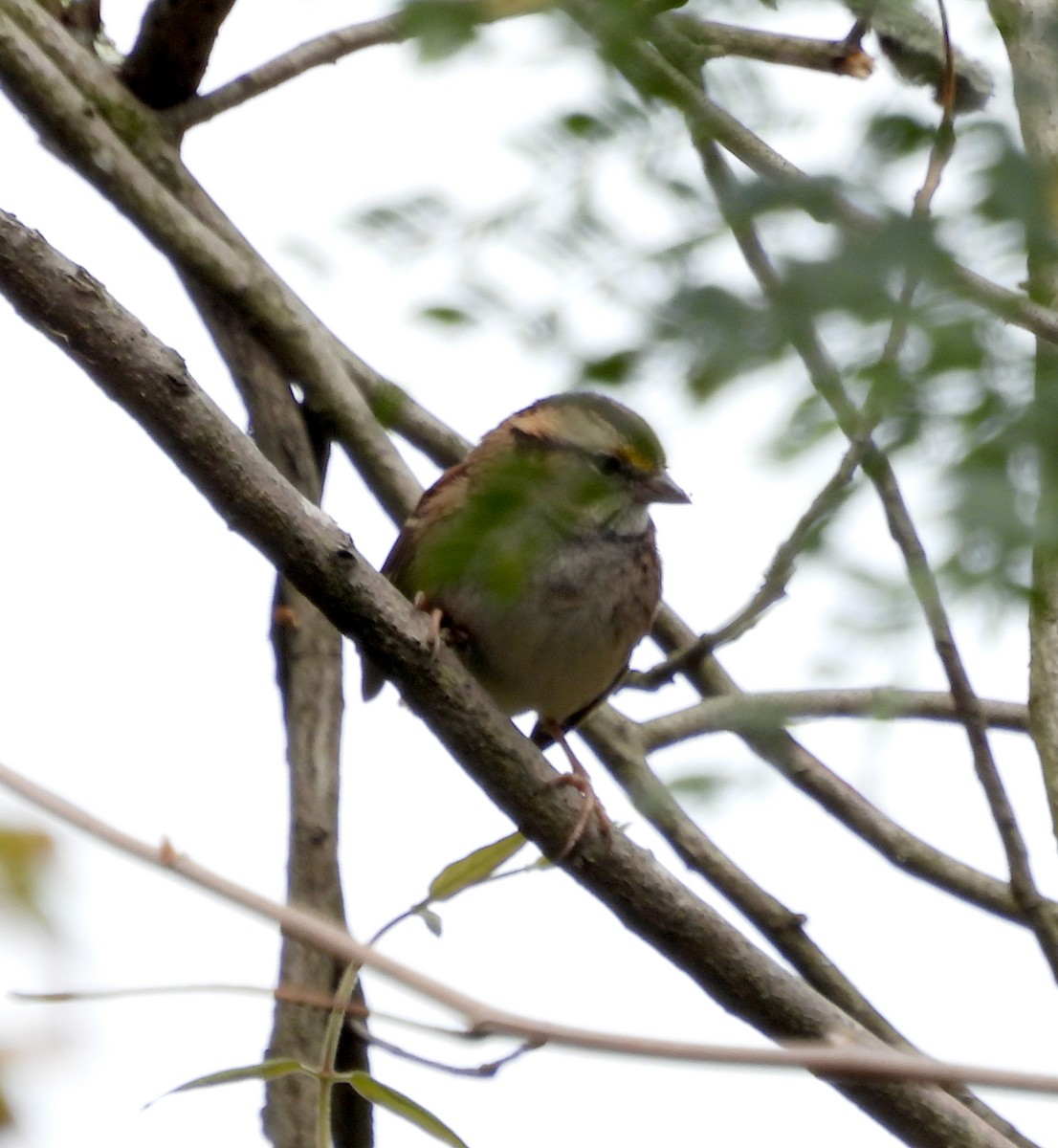 White-throated Sparrow - ML609786734