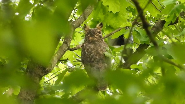 Great Horned Owl - ML609786737