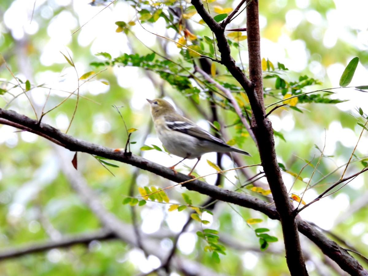 Blackpoll Warbler - ML609786738