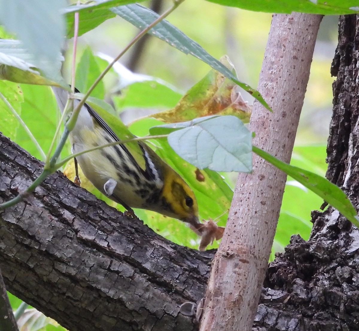 Black-throated Green Warbler - ML609786739