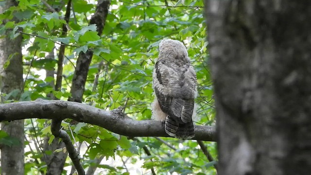 Great Horned Owl - ML609786743