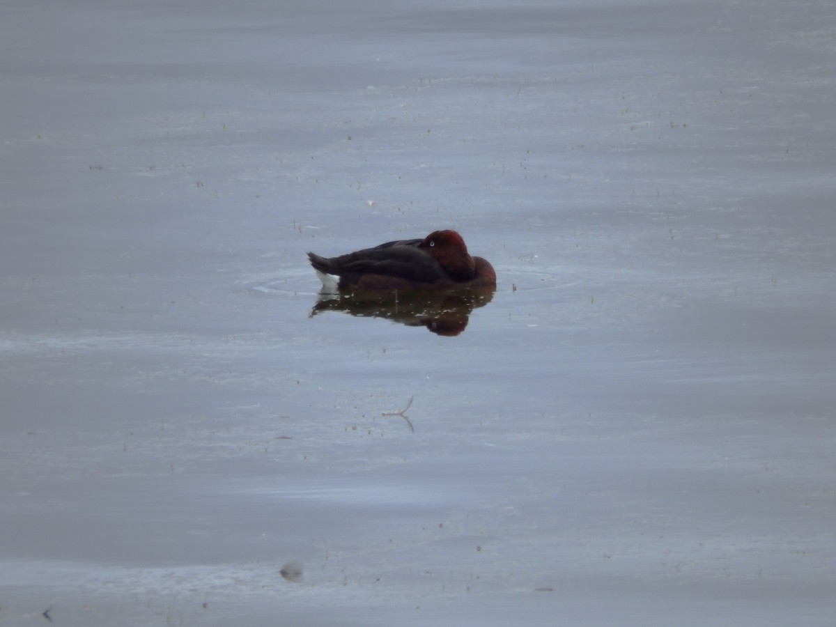 Ferruginous Duck - Michael Højgaard