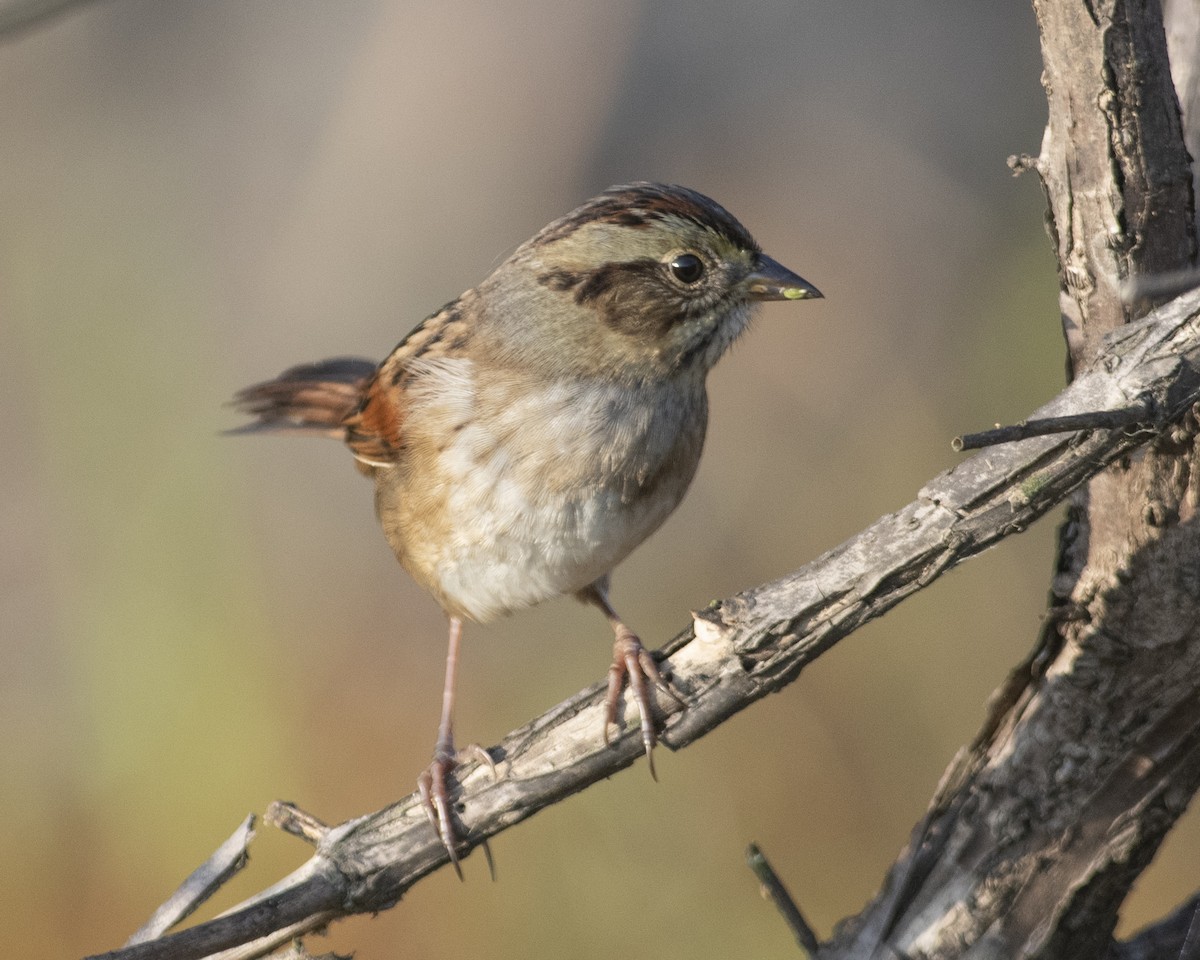 Swamp Sparrow - ML609786801