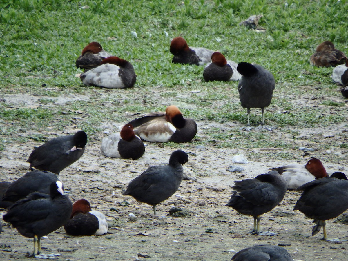 Red-crested Pochard - ML609786804