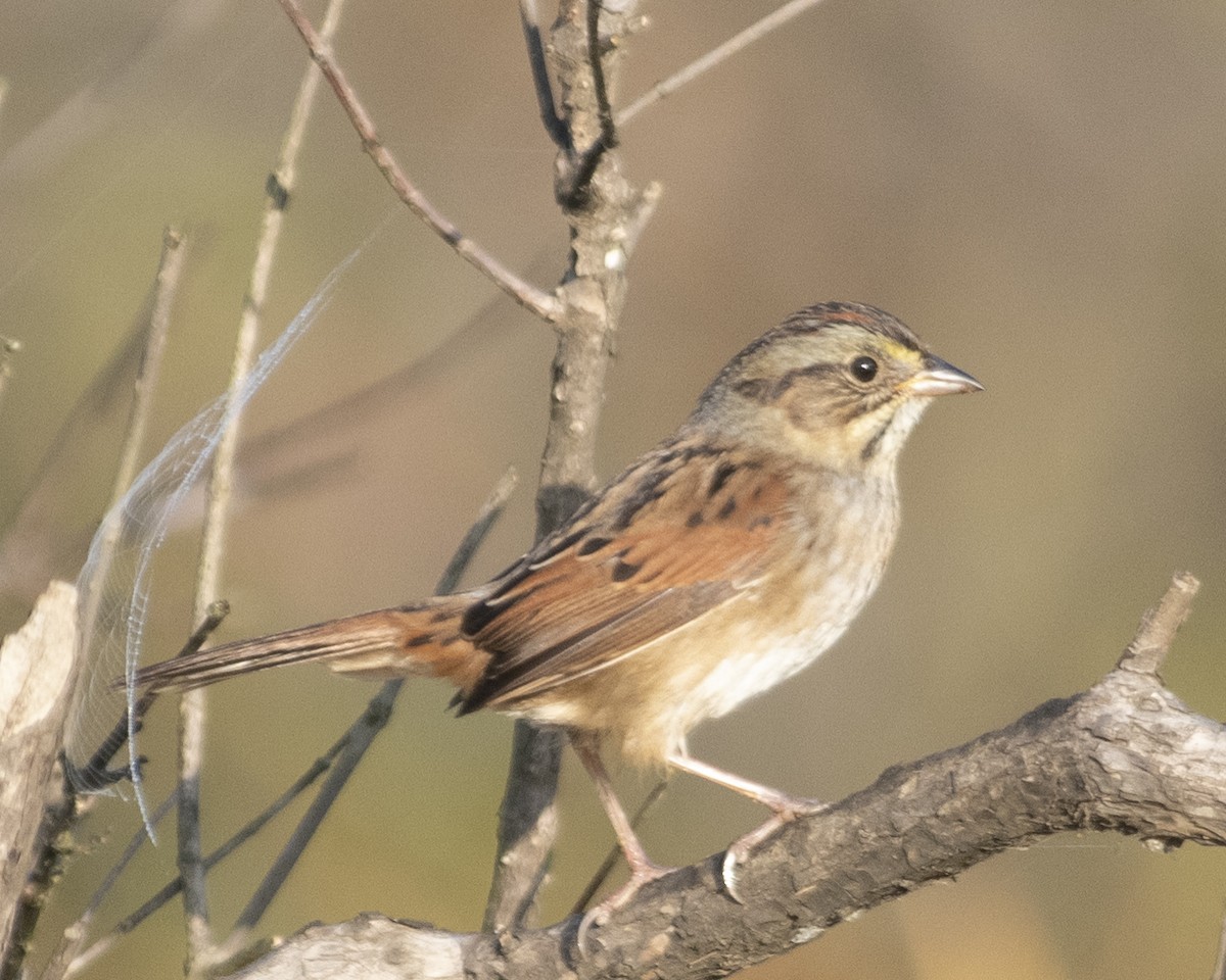 Swamp Sparrow - ML609786810